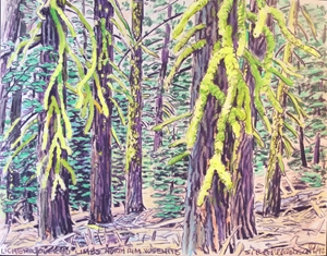 Yosemite Moss Branches - 2